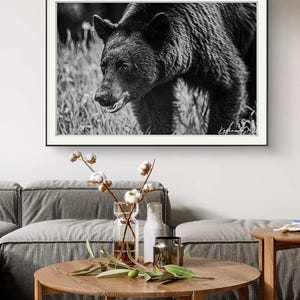 Black Bear Photo Print: Canadian Wildlife Photography, Nature Art
