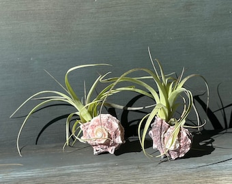 2er Set Tillandsia polystachia Deko Schnecke Luftpflanzen Geschenk Pflanze Airplant Luftpflanze Zimmerpflanze Tillandsien