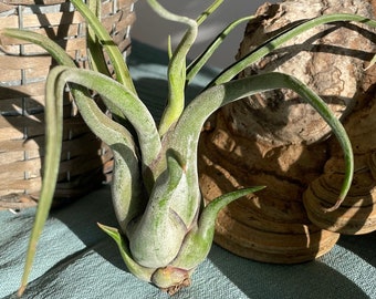 graue Tillandsie Luftpflanze Airplant Tillandsia caput medusae Wüstentillandsie Geschenk Deko Zimmerpflanze Bromelien