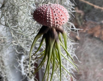 Luftpflanze Seeigel Airplant Seeigelqualle Tillandsie Deko Geschenk hängende Pflanze Tillandsia tricolor Gartenpflanze Zimmerpflanze