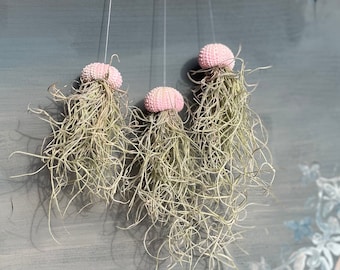 Luftpflanze Seeigel Miniqualle Seeigelqualle hängende Pflanze Geschenk Deko maritim Zimmerpflanze pflegeleicht