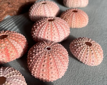 15 sea urchin shells sea urchin decorative crafts large maritime decorative shell