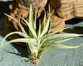 gray tillandsia air plant Tillandsia capitata Duda desert tillandsia gift decoration houseplant bromeliad airplant