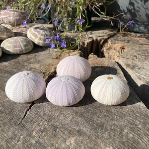 May include: Five purple and white sea urchins on a wooden surface. The sea urchins are arranged in a semi-circle.