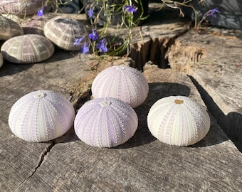 May include: Five purple and white sea urchins on a wooden surface. The sea urchins are arranged in a semi-circle.