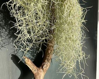 Spanish moss Tillandsia usneoides air plant airplant decoration sea urchin shell air plant gift