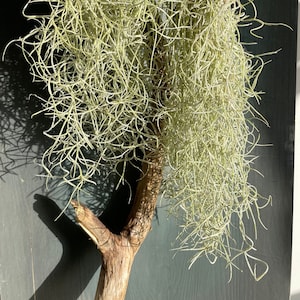 Spanish moss Tillandsia usneoides air plant airplant decoration sea urchin shell air plant gift