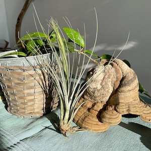 Knstliche tillandsien - Etsy.de
