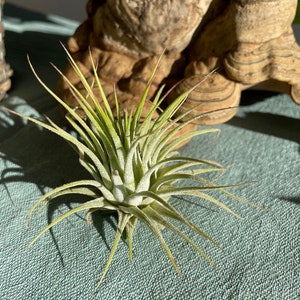 Airplant Tillandsia ionantha Gift Decoration Houseplant Bromeliads