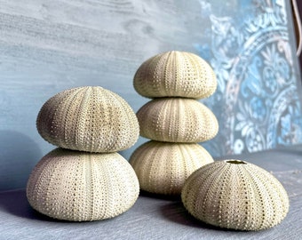 3x sea urchin shell green large sea urchin decoration crafts maritime decoration shell sea urchin