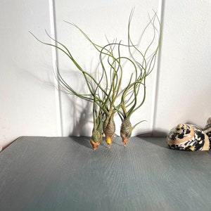 Tillandsien Luftpflanze Airplant Tillandsia Butzii Geschenk Deko Zimmerpflanze Bromelien Bild 1