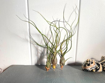 Tillandsia Air Plant Airplant Tillandsia Butzii Cadeau Décoration Plante d’intérieur Broméliacées