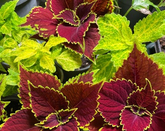 Buntnessel Coleus scutellarioides Buntnessel Zimmerpflanze Gartenpflanze Pflanze Zierpflanze