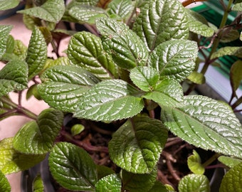 Paarse harpstruik Plectranthus purpuratus Afrikaanse coleus kamerplant tuinplant sierplant