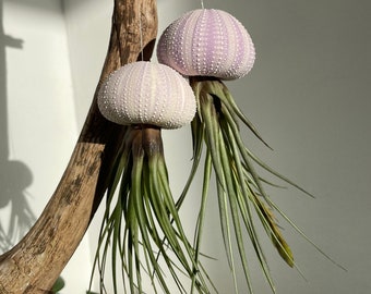 Luftpflanze Seeigel lila Airplant Seeigelqualle hängende Pflanze Tillandsia tricolor Geschenk Deko Zimmerpflanze