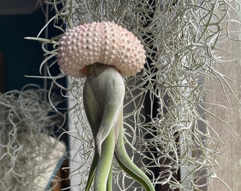 Pianta aerea riccio di mare decorazione aerea pianta sospesa riccio di mare medusa Tillandsia caput medusae