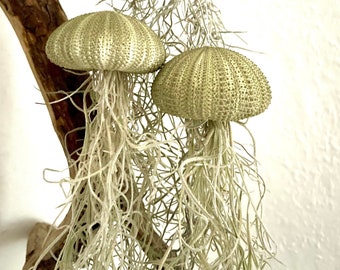 Luftpflanze Seeigel Airplant Seeigelqualle hängende Pflanze