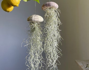 Luftpflanze Seeigel Airplant Seeigelqualle hängende Pflanze