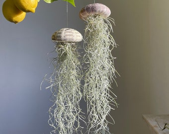 Luftpflanze Seeigel Airplant Seeigelqualle hängende Pflanze Geschenk Deko Pflanze Zimmerpflanze