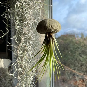 Air plant sea urchin Airplant sea urchin jellyfish hanging plant Tillandsia tricolor