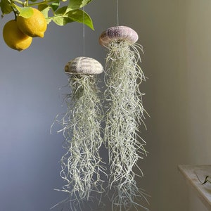 Peut inclure: Deux plantes aériennes suspendues au plafond dans des pots en céramique décoratifs en forme d'oursins. Les pots sont blancs et violets avec une surface texturée. Les plantes aériennes sont longues et vertes, avec une texture vaporeuse.