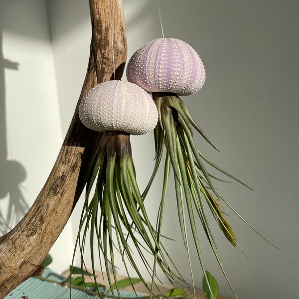 Luftpflanze Seeigel lila Airplant Seeigelqualle hängende Pflanze Tillandsia tricolor Geschenk Deko Zimmerpflanze