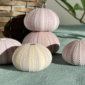 3x sea urchin shell purple sea urchin decoration craft maritime decoration shell sea urchin