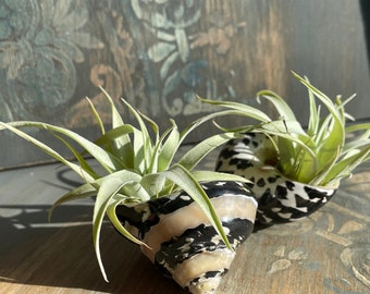 Lot de 2 coquillages en nacre avec tillandsia décoratif, turban d'escargot, plantes à air, cadeau