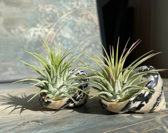 2er Set Perlmuttmuschel mit Tillandsia ionantha Deko Schnecke Turbanschnecke Luftpflanzen Geschenk