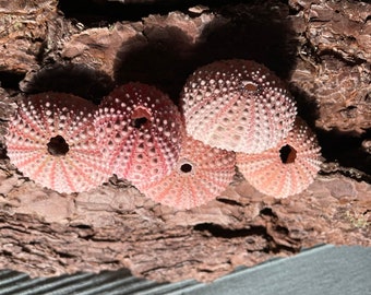 3x conchiglie di riccio di mare piccole conchiglie decorative di riccio di mare rosa grande decorazione marittima