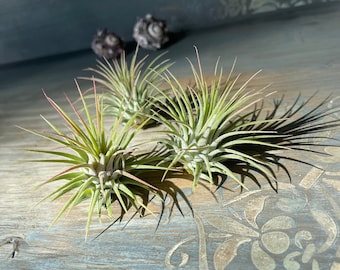 Luftpflanze Airplant Tillandsia ionantha Geschenk Deko Zimmerpflanze Bromelien Pflanze pflegeleicht