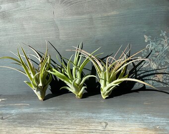 grüne Tillandsie Luftpflanze Airplant Tillandsia brachycaulos abdida Regenwaldtillandsie Geschenk Deko Zimmerpflanze Bromelien Pflanze