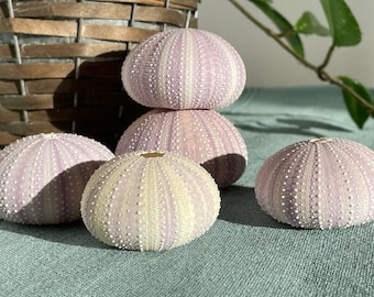 3x sea urchin shell purple large sea urchin decoration crafts maritime decoration shell sea urchin