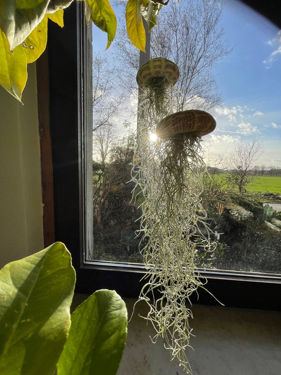 crochet hanging plant Crochet Hanging Plant