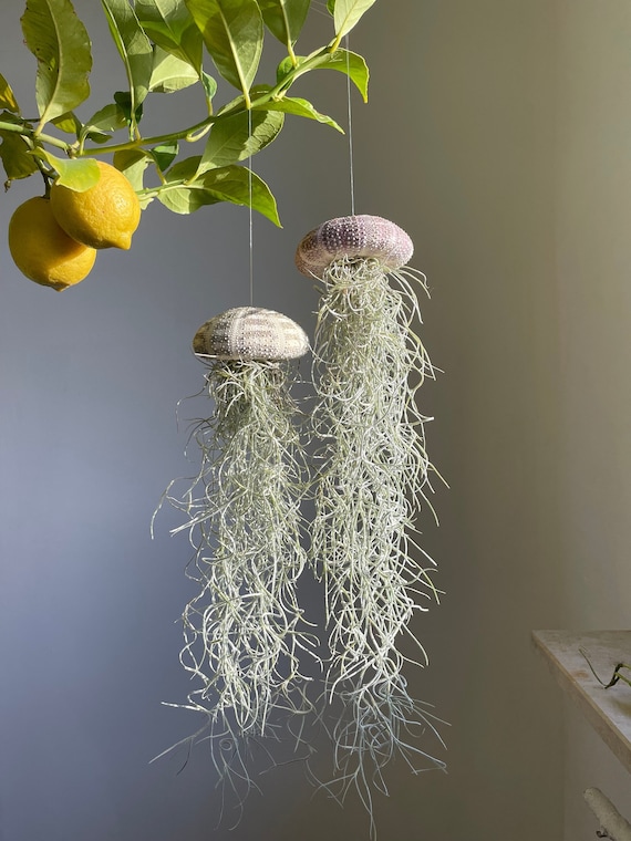 Sea Urchin Air Plants, Tillandsia Hanging Plant, Tillandsia Hanging  Decoration, Gift, Maritime Decoration, Seashell Decoration - Etsy