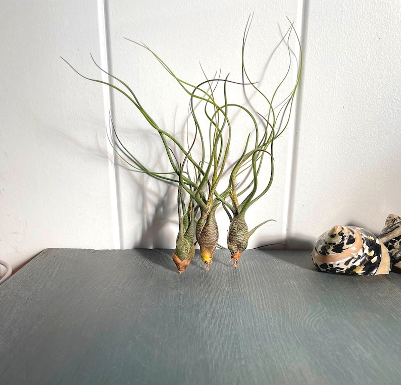 Tillandsia Air Plant Airplant Tillandsia Butzii Regalo Decorazione Pianta d'appartamento Bromelie immagine 1