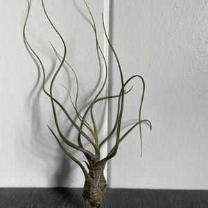 Tillandsia Air Plant Airplant Tillandsia Butzii Regalo Decorazione Pianta d'appartamento Bromelie immagine 9