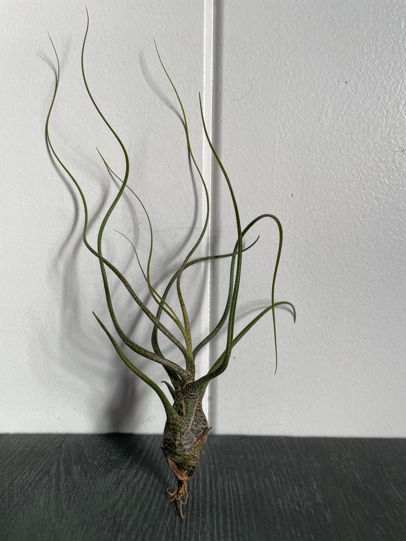 Tillandsia Air Plant Airplant Tillandsia Butzii Regalo Decorazione Pianta d'appartamento Bromelie immagine 9