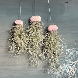 Set of 3 sea urchin jellyfish air plant sea urchin mini jellyfish sea urchin jellyfish hanging plant gift decoration maritime houseplant easy to care for