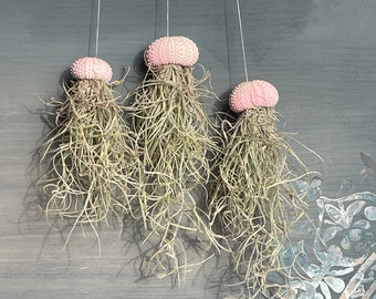 3er Set Seeigelquallen Luftpflanze Seeigel Miniqualle Seeigelqualle hängende Pflanze Geschenk Deko maritim Zimmerpflanze pflegeleicht
