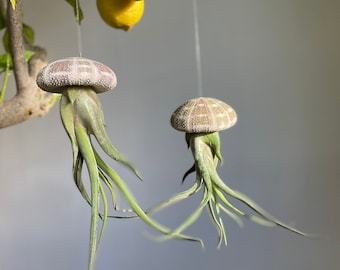 Plante aérienne oursin airplant décoration plante suspendue oursin méduse Tillandsia caput medusae cadeau