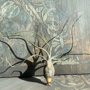 Tillandsia Air Plant Airplant Tillandsia Butzii Regalo Decorazione Pianta d'appartamento Bromelie immagine 6