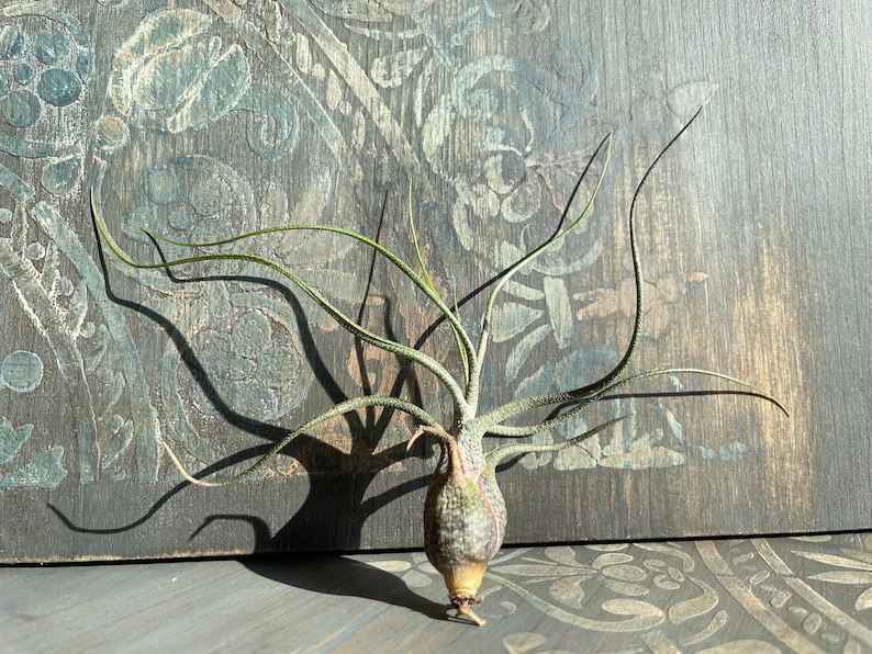 Tillandsia Air Plant Airplant Tillandsia Butzii Regalo Decorazione Pianta d'appartamento Bromelie immagine 6