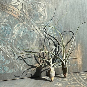 Tillandsia Air Plant Airplant Tillandsia Butzii Regalo Decorazione Pianta d'appartamento Bromelie immagine 5