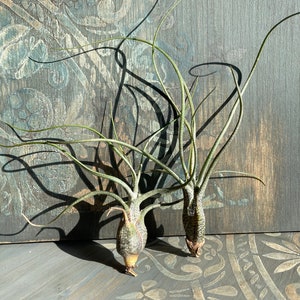 Tillandsia Air Plant Airplant Tillandsia Butzii Regalo Decorazione Pianta d'appartamento Bromelie immagine 4