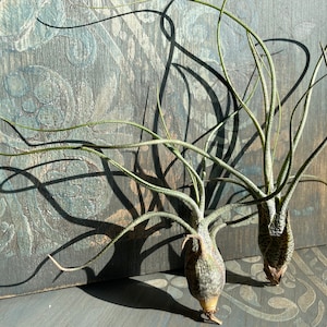 Tillandsia Air Plant Airplant Tillandsia Butzii Regalo Decorazione Pianta d'appartamento Bromelie immagine 7