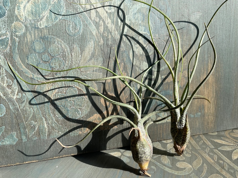 Tillandsia Air Plant Airplant Tillandsia Butzii Regalo Decorazione Pianta d'appartamento Bromelie immagine 7