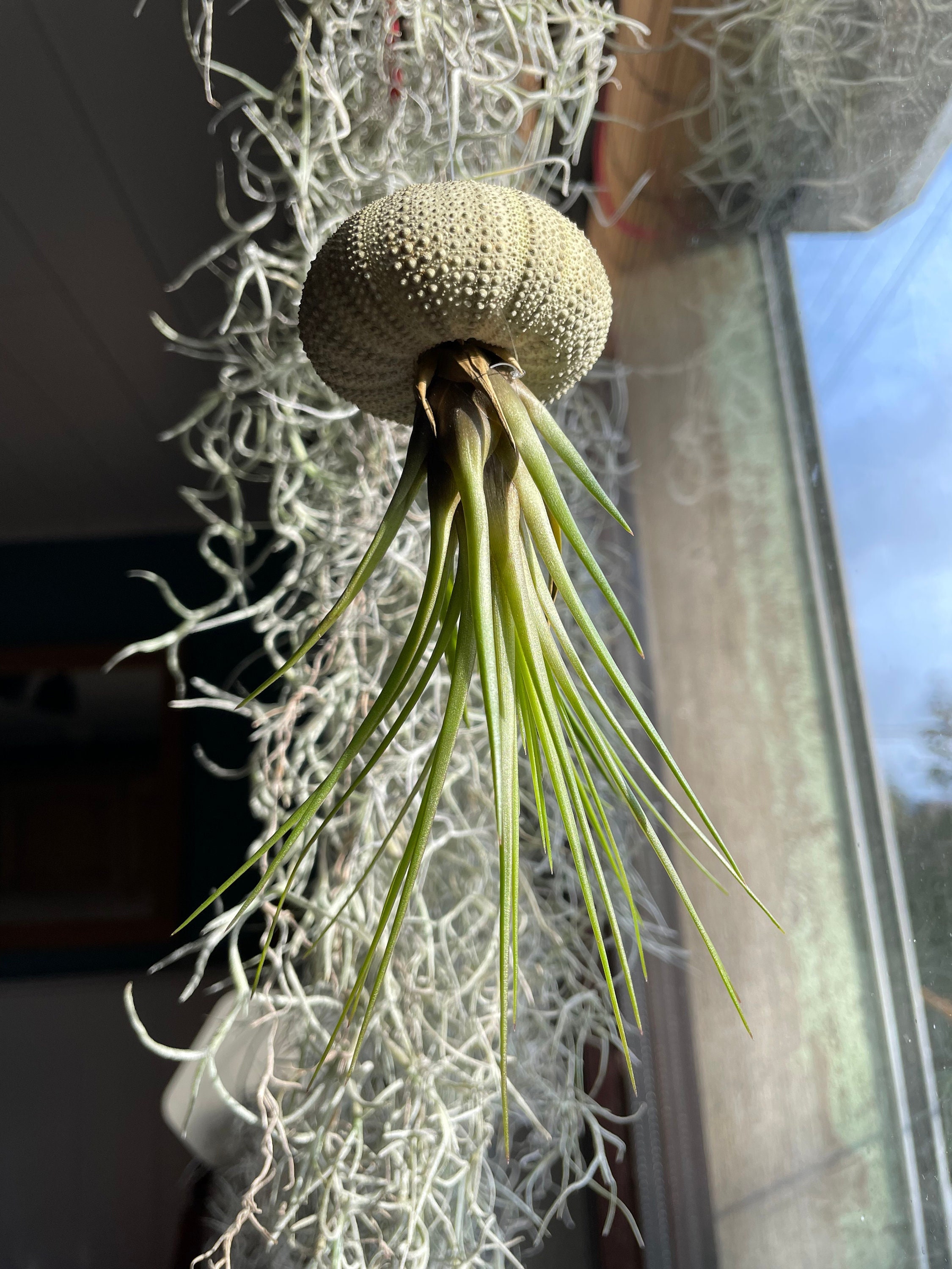 glass Tillandsia