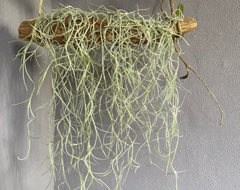 spanisches Moos mit Kirschholzast Tillandsia usneoides Luftpflanze Airplant Deko Seeigelgehäuse Luftpflanzen Geschenk