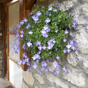 3x Blauer Paul Streptocarpus saxorum bewurzelte Ableger Zierpflanze  Balkonpflanze Gartenpflanze - Etsy.de